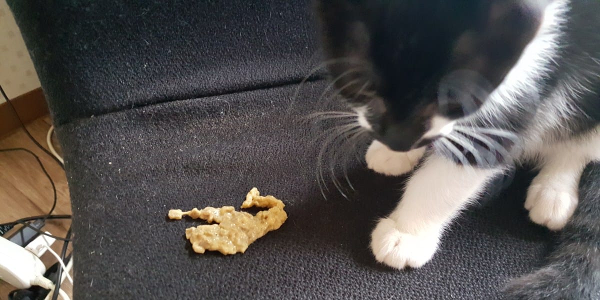 Katze Erbricht Futter Unverdaut Nach Stunden Katze erbricht Futter unverdaut: Was steckt dahinter?